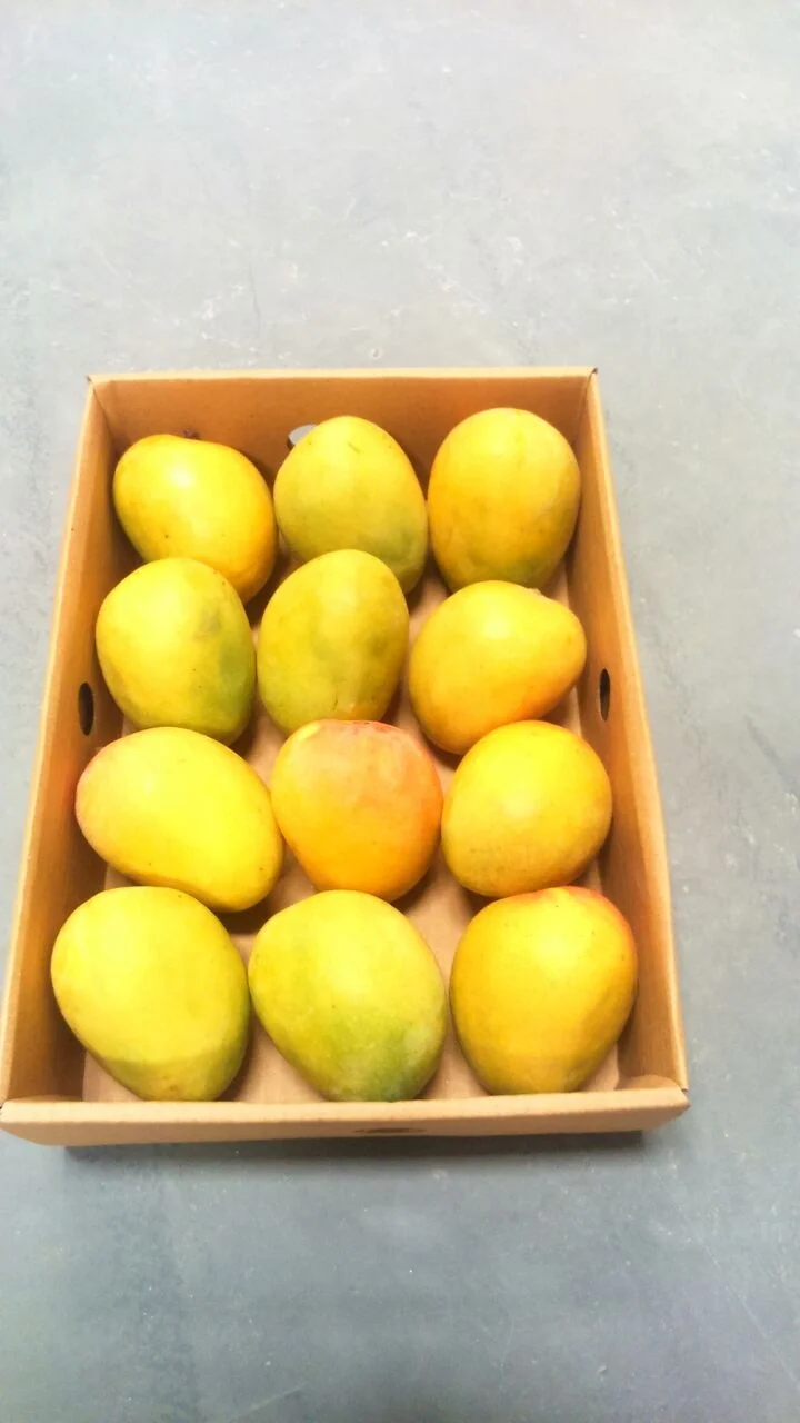 Alphonso Mangoes from India - Fresh Alphonso Mangoes 2023 - Hot selling mangoes from India...