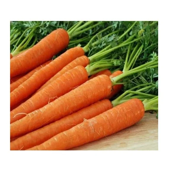 Hot Selling Price Fresh Vegetables Orange Carrots in Bulk