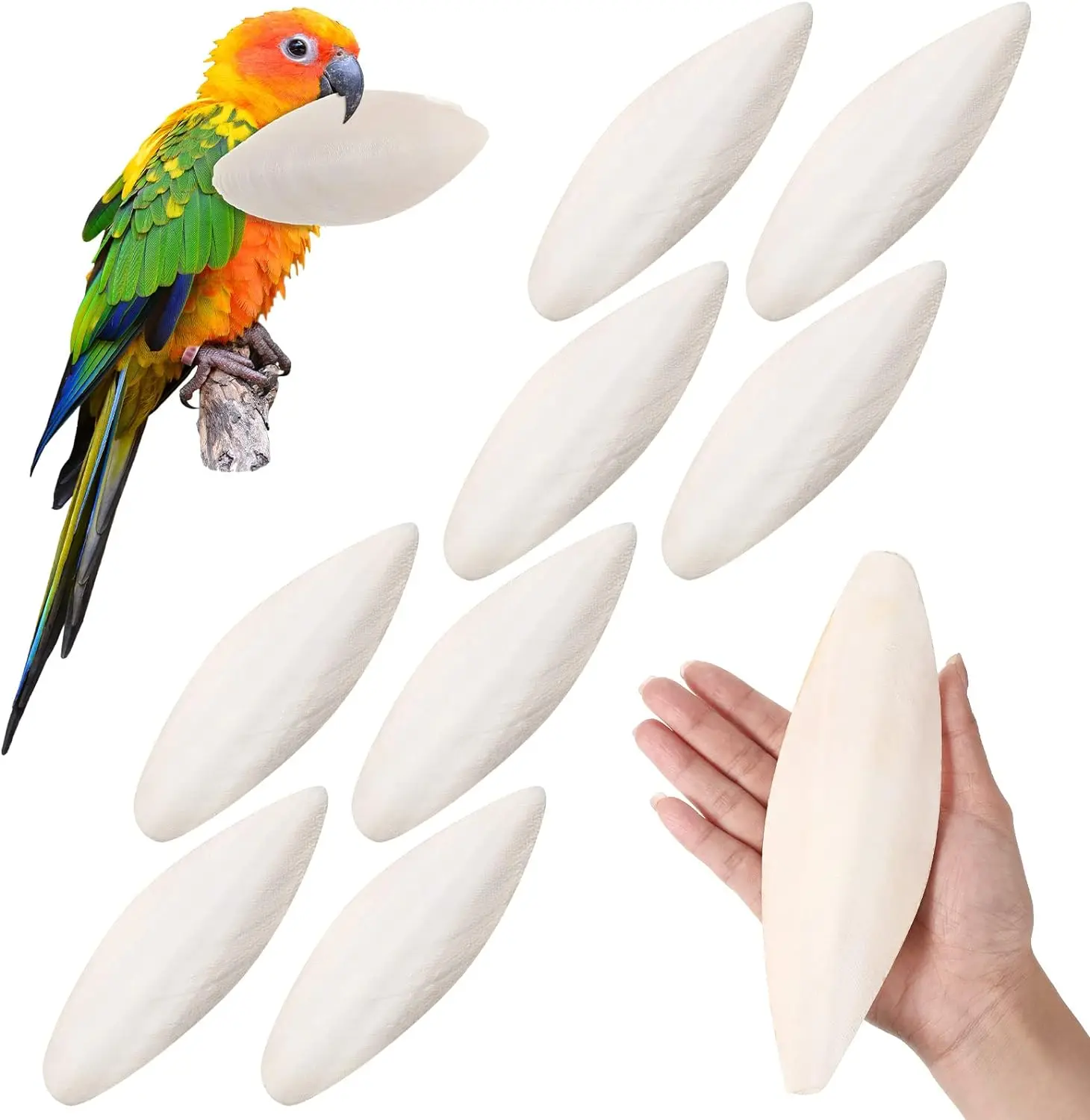 Wholesale Natural Cuttlefish Bone for Birds Parrot Chewing Cuttle Bone Sharp Vietnam Exporter - Ms. Jane +84968234538