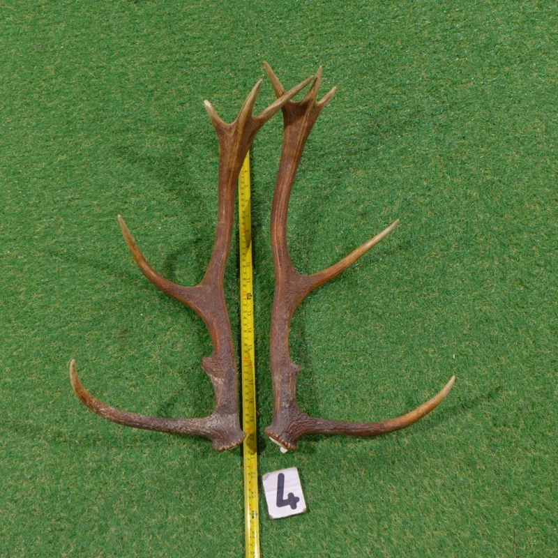 Cheap price Red Deer Antlers, Red Deer Antlers Horns, Naturally Shed Whole Red Deer Antlers/  bulk deer antlers / deer antlers