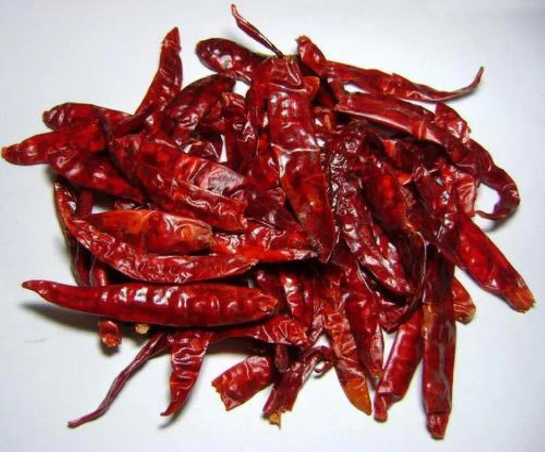 Top Product 100% Pure Dried Chili Best Natural Hot Dry Red Chili Top Quality Dried Red Chili Factory Price
