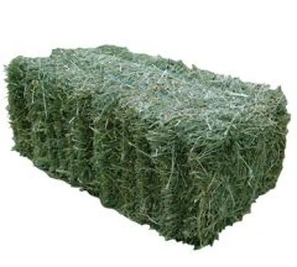 Alfalfa Hay Animal Feed
