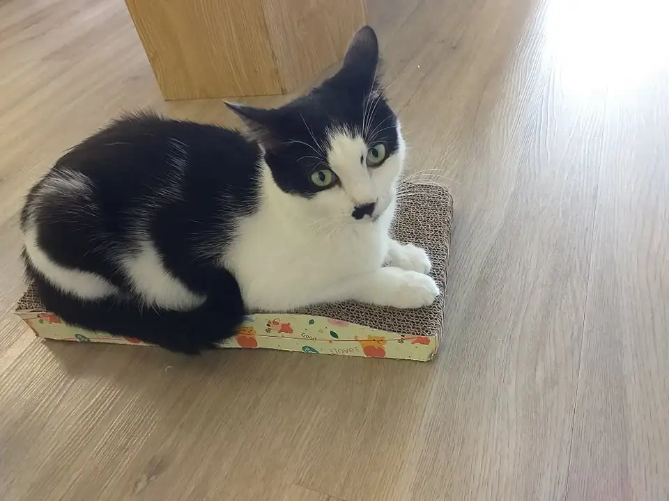 Царапка для кошек