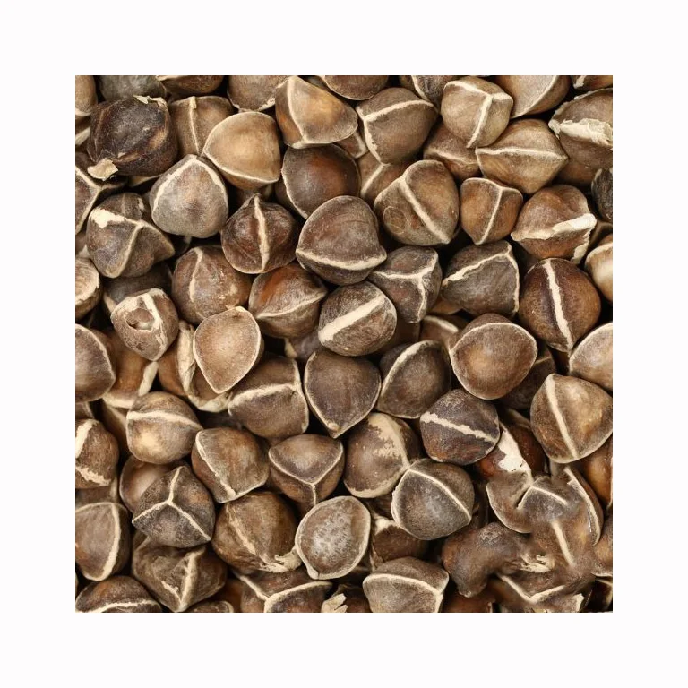Good Quality Moringa Seeds and moringa Seeds