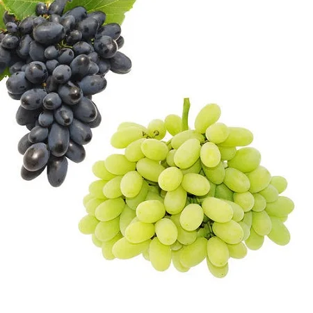 High quality Australian green grapes made in Vietnam 100% natural, no chemicals