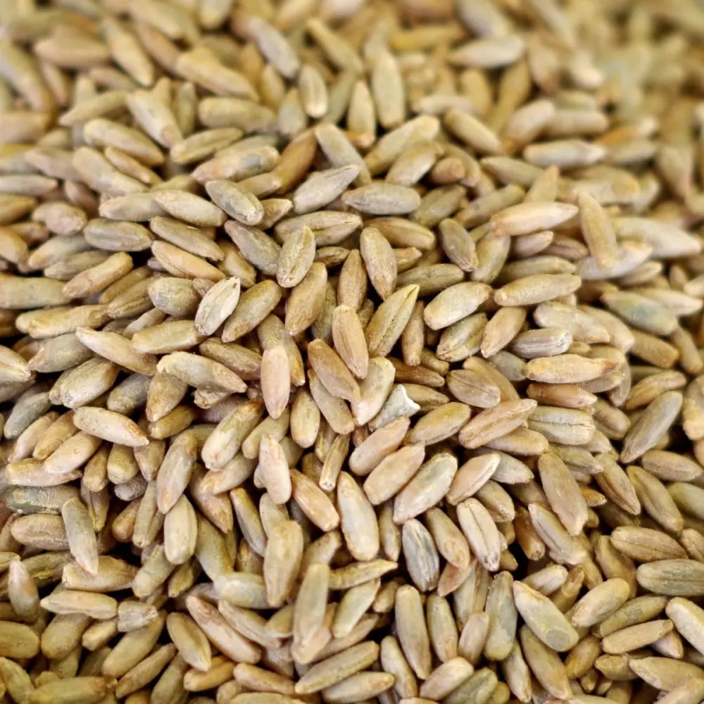 Rye 1.jpg