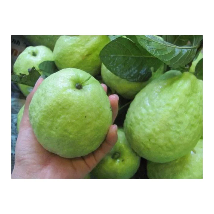 Fresh guava Fruit From Producers Of Vegetables High Quality Green Fresh Fruit guava Sweet Wholesale Price