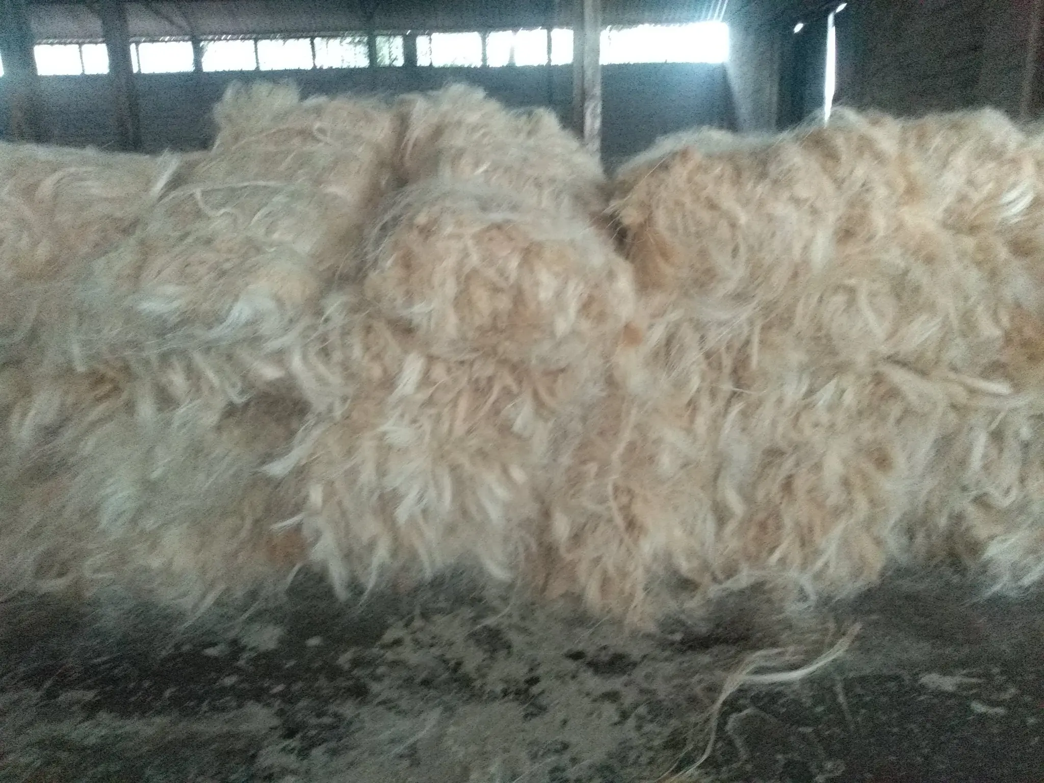 sisal fiber.jpeg