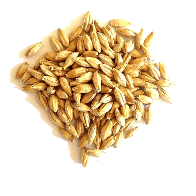 Bulk Grains 100% Organic Pearled Barley For Malting | Premium Organic barley Supplier