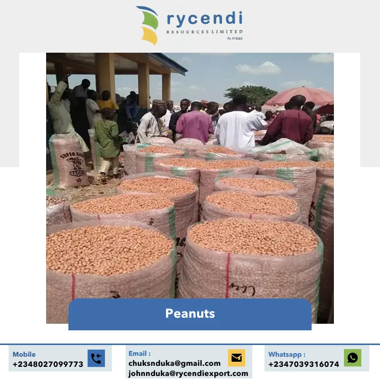Premium Quality Common Cultivation Type Natural Color and Original Flavor Dried Raw Peanuts Supplier