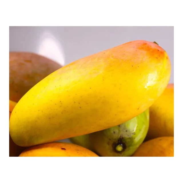 Thai fresh mangos 100% High Quality - Thailand origin premium grade (Mahachanok direct from farm)
