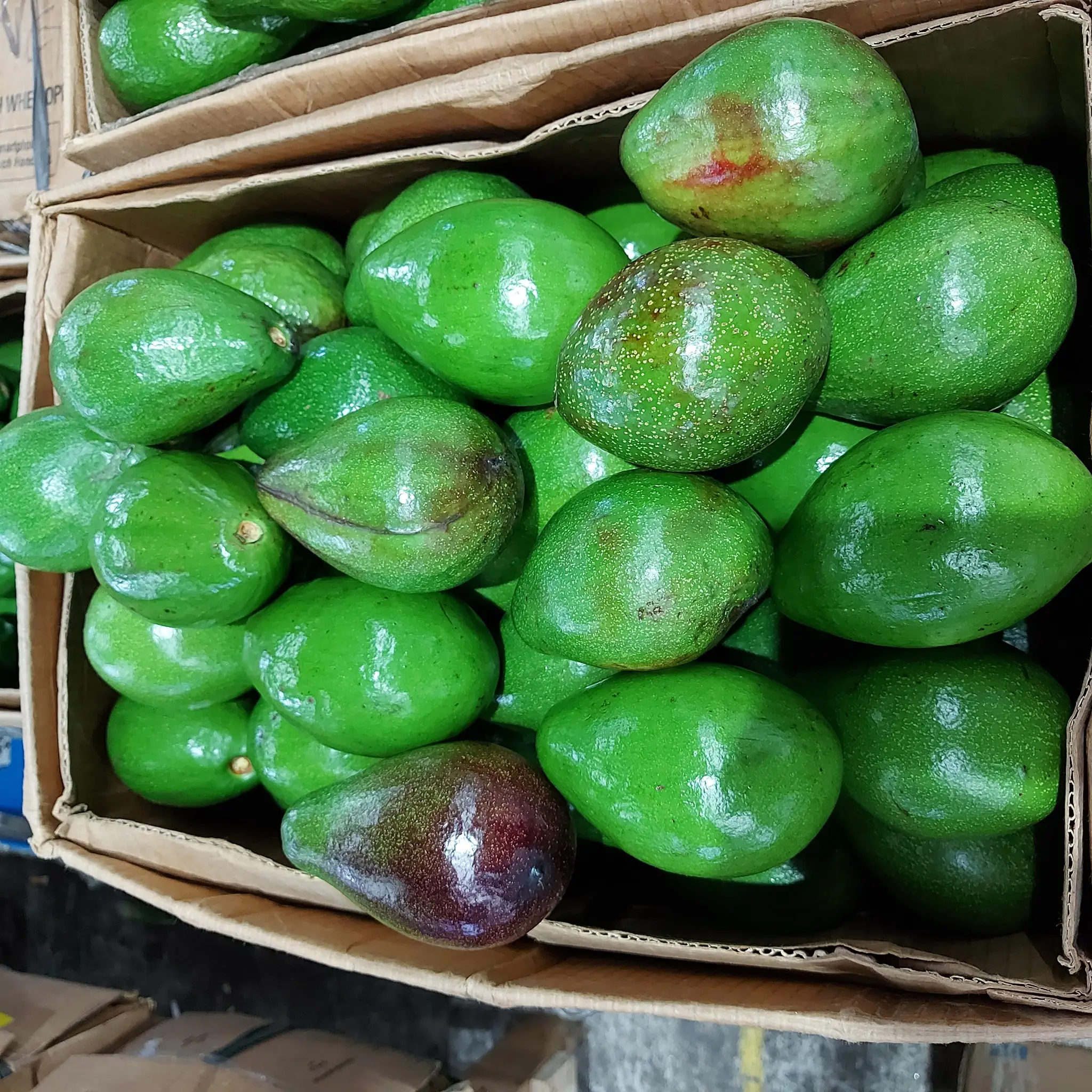 Avocado 100% Pure and Natural