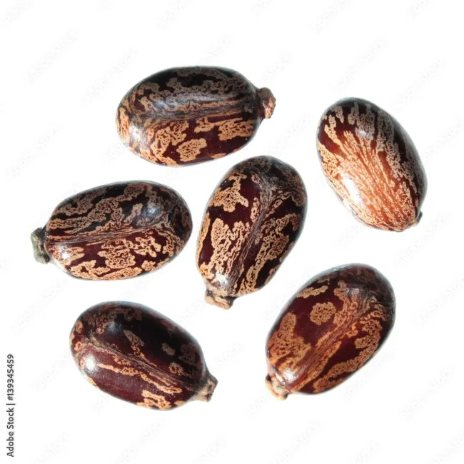 2023 Affordable High Quality Castor Seeds