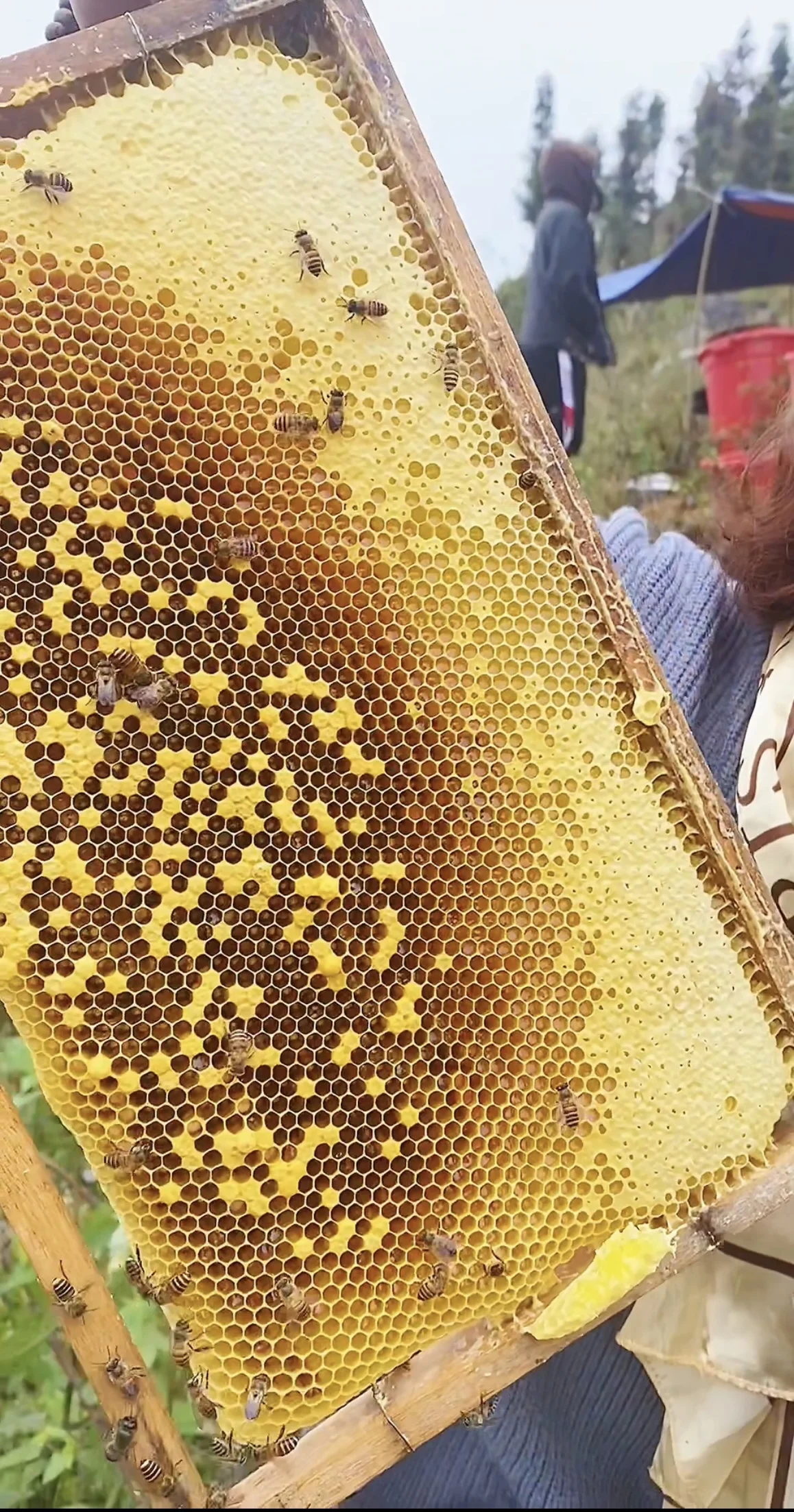 OEM/ODM Support Quality Best Low MOQ Price Reasonable Package natural bee honey Mint Honey From Vietnam