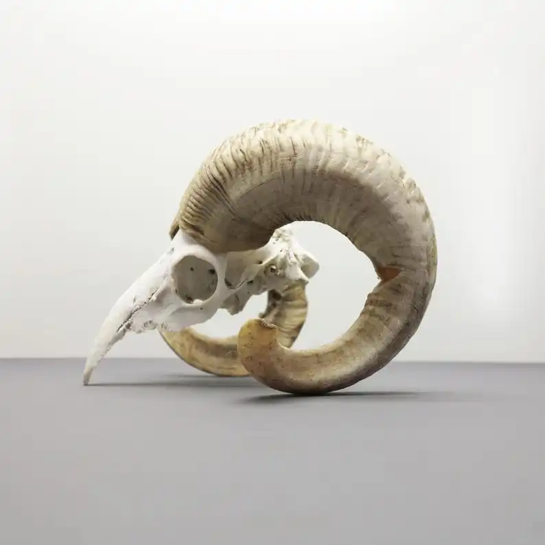 Cultural Masterpiece Exquisite Hand Carved Buffalo Bull & Ram Skull with Majestic Horns  Contemporary Wall & Stand Art