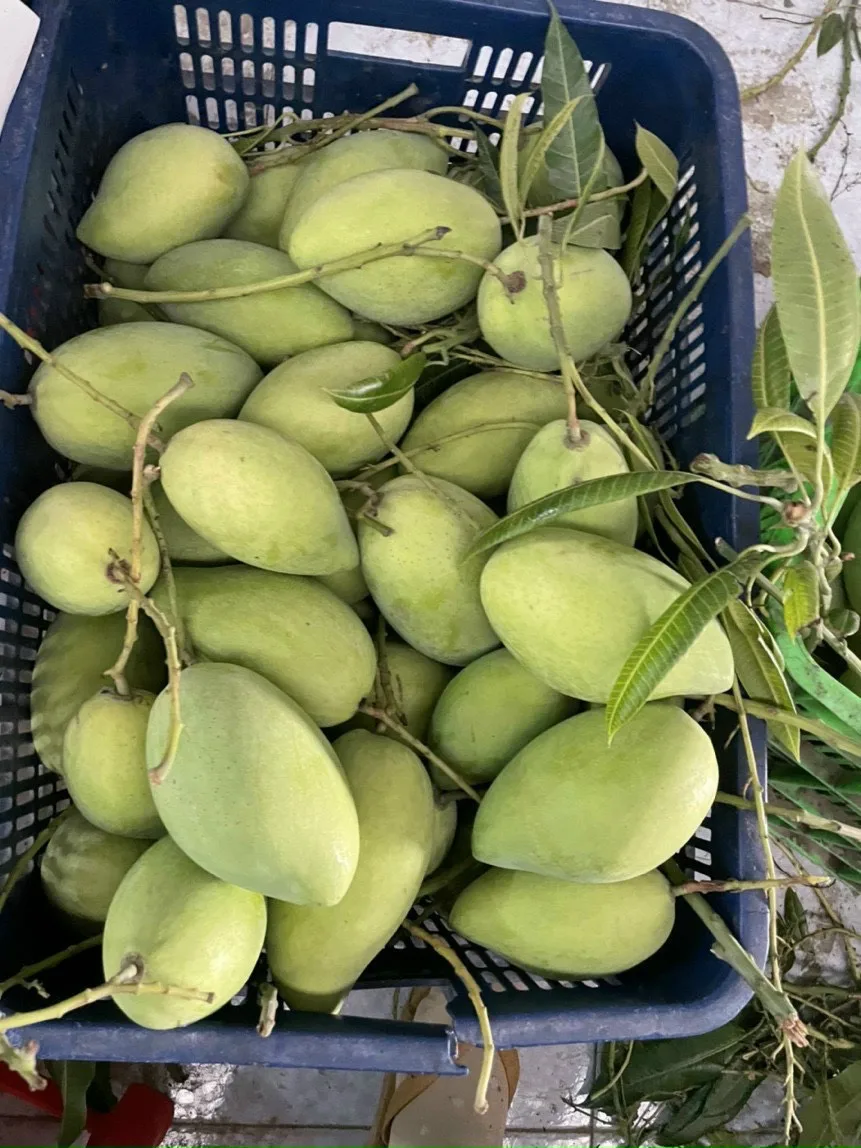 Wholesale 2023 Cheap Price Fresh Mango Fruit From Vietnam / Fresh Mango High Quality Made In Vietnam