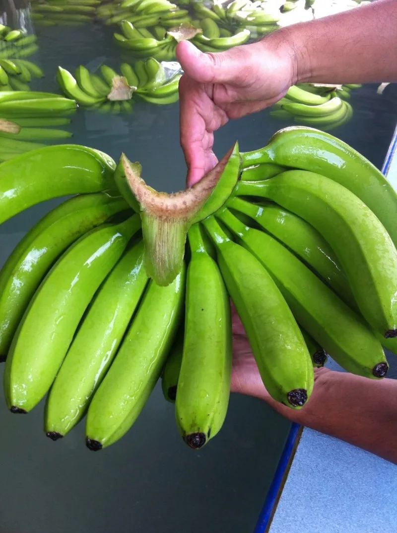 Vietnamese Fruit Cavendish Fresh Banana Quality Smoothies Green Cavendish Bananas Fresh Banana Fruit Desserts