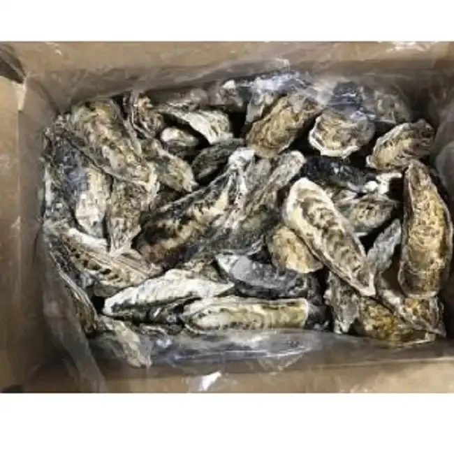 Frozen seafood 10kg Oysters with shells (Miyagi, Iwate) for raw consumption