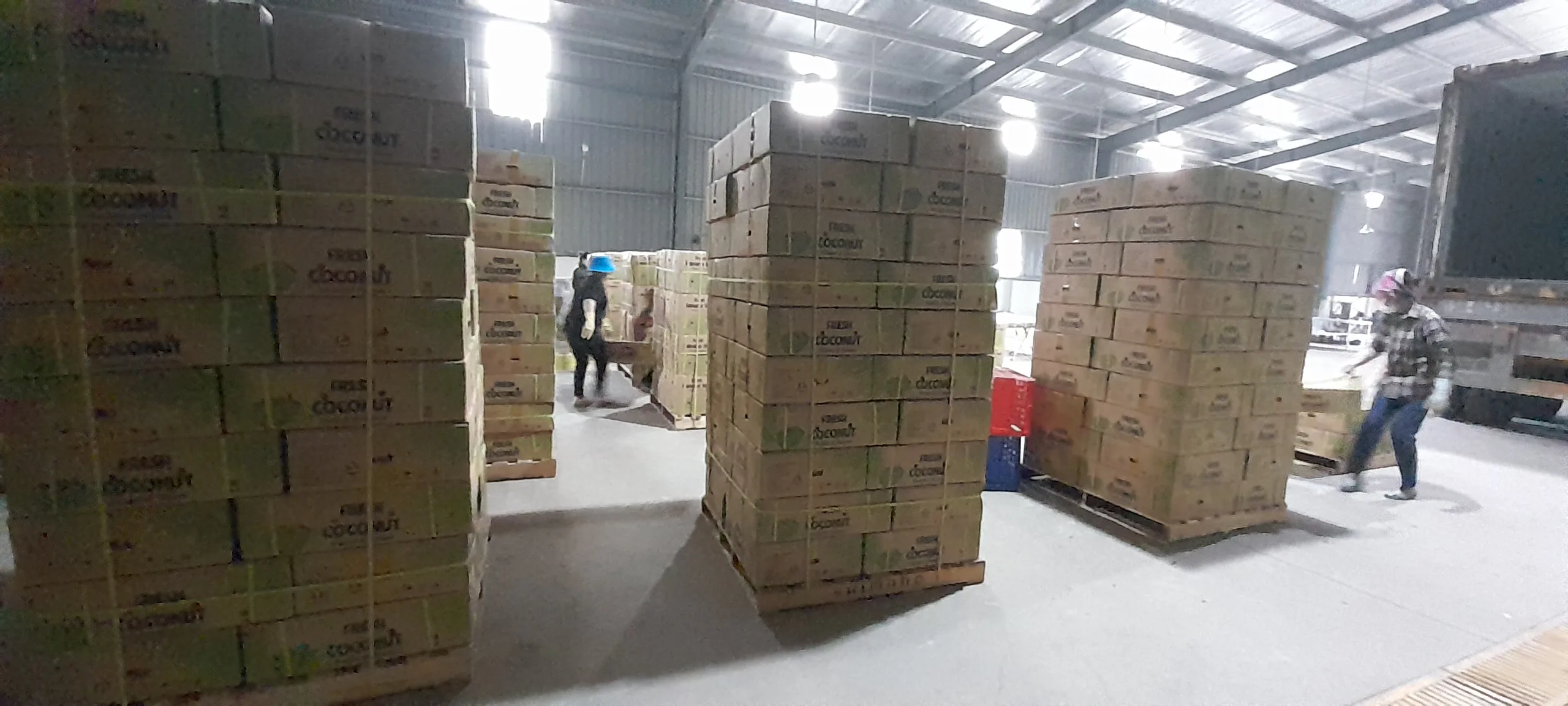 Coconut fruits of Vietnam New product cheap price Fresh green young coconut Top quality best price coconut for wholesales 2023