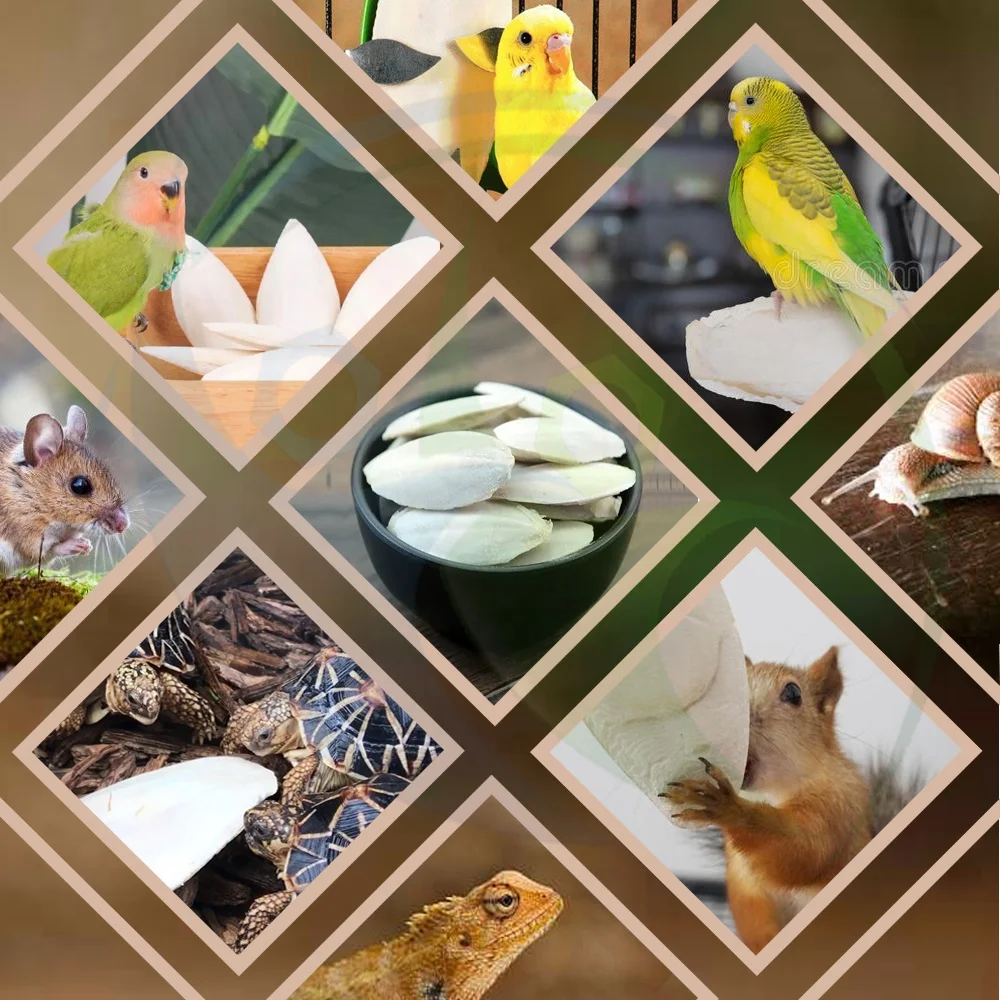 High Quality Dried Sepium  Cuttlebone Sepia Cuttlefish Bone for Parrot