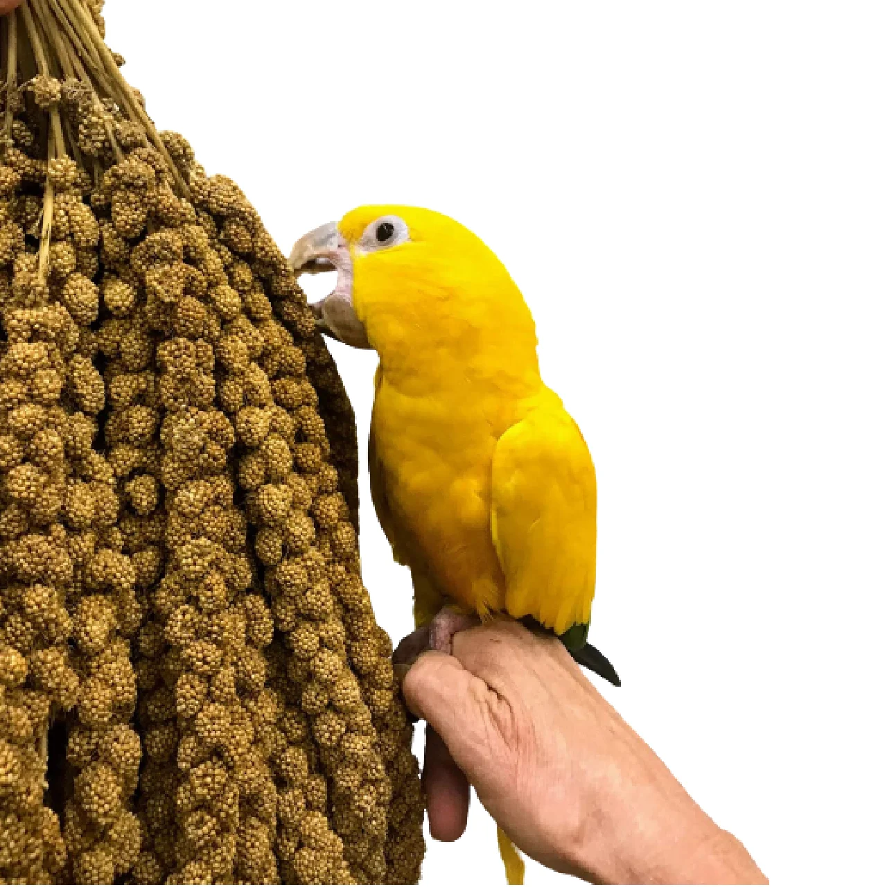 BIRD FOOD YELLOW MILLET SPRAY  Newest Harvest Dried Millet Spray for Bird feeding 2022 Crop Pet Nutrition Products China Origin