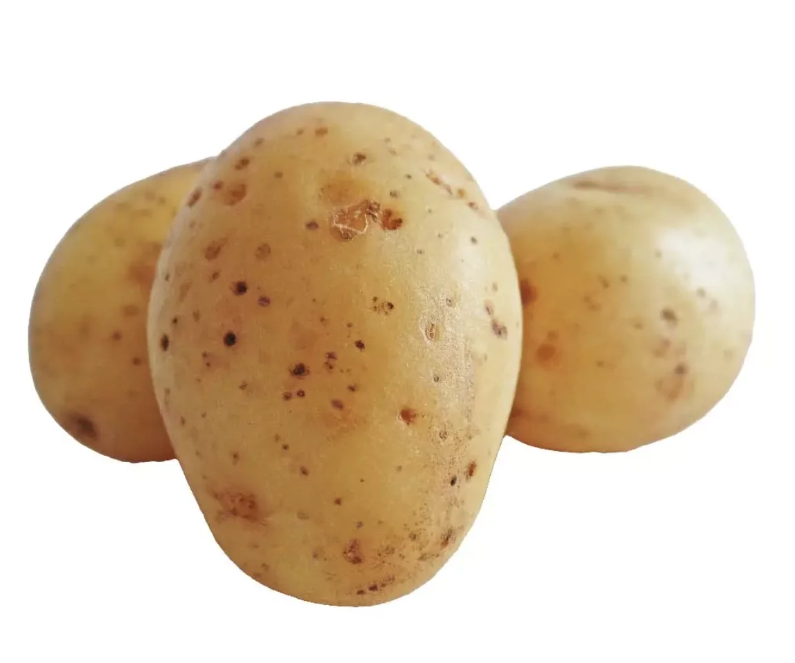 Organic Fresh Potatoes 100% High Quality Export Oriented Low Price For Wholesale Price Fresh Potato Holland From Bangladesh