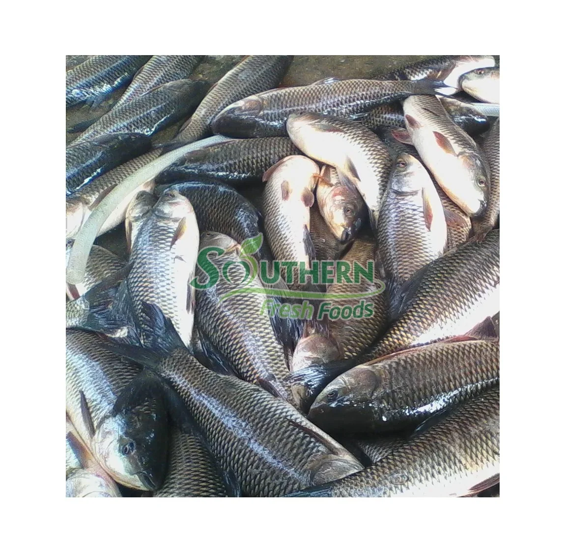 Competitive Price Seafood 1-2.5kg kg Per Piece  Delicious Natural High Quality OEM Service Frozen Rohu Fish