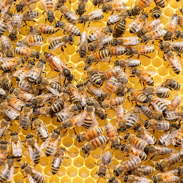 Vietnamese factory direct selling yellow brown beeswax, wasp wax, 100% pure beeswax