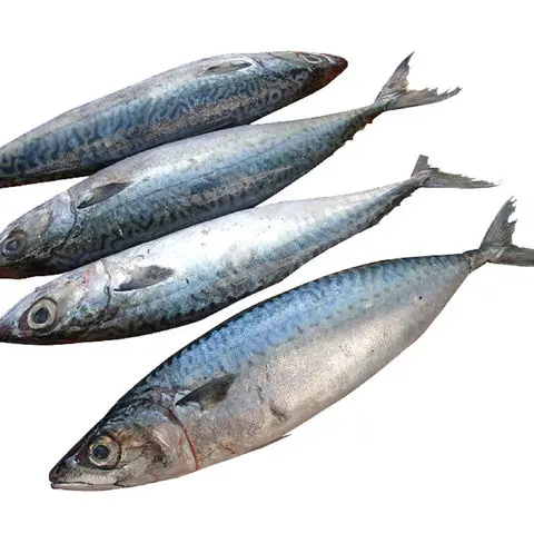Quality Fresh Frozen Mackerel fish 400-600g For Sale rounded and torpedo-shaped, with a slender, keeled tail base