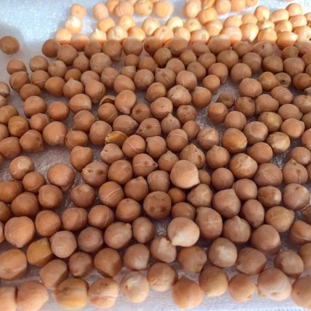 High quality Chickpeas for food industry and cooking wholesale prices beans and seeds for sale chick peas