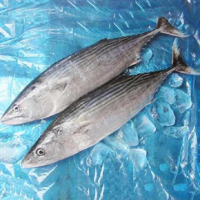 N.W. / Glazing 100%NW, 95%NW Skip Jack Tuna Fish for Sale Frozen Bigeye Tuna for BBQ Tuna