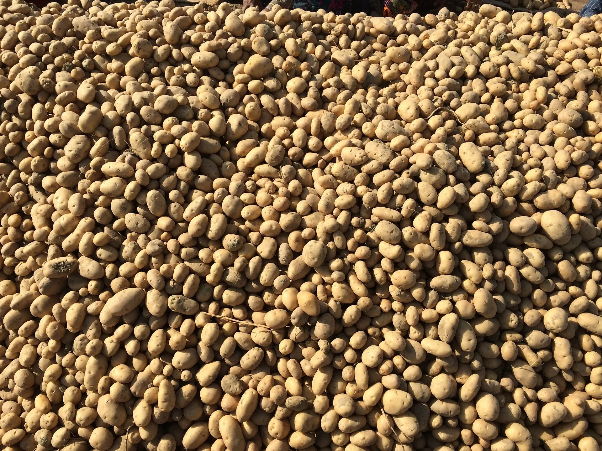 High Quality 100% Natural Product Cheap Price Professional Export Wholesale Fresh Potato from Bangladesh