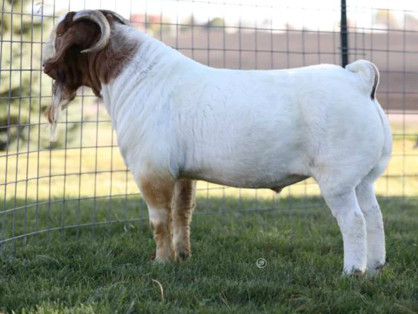 100% pure Blood Boer goat and Boer goats meat
