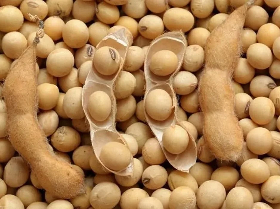 non-gmo-soy-bean.jpg