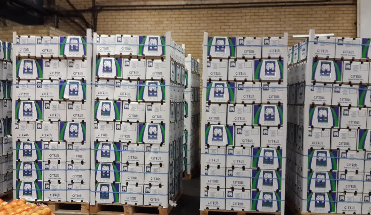 Organic Fresh Orange best quality!!! Factory prices!!!