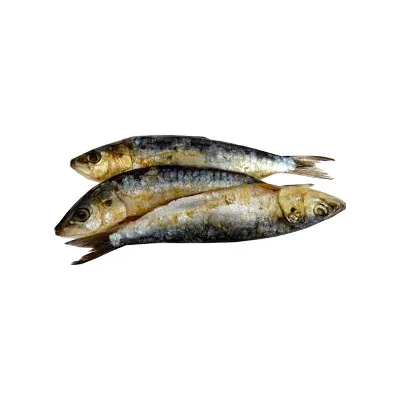 Sardine Wholesale Frozen Sardine for Canning Whole Round Price Frozen HGT Sardine