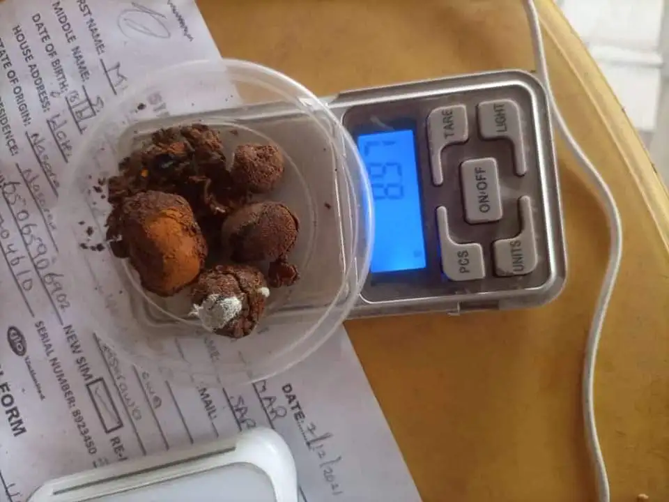 100% natural top Quality Ox Gallstones Cattle Gallstones Cow Gallstones Buy Cow Gall Stones for sale