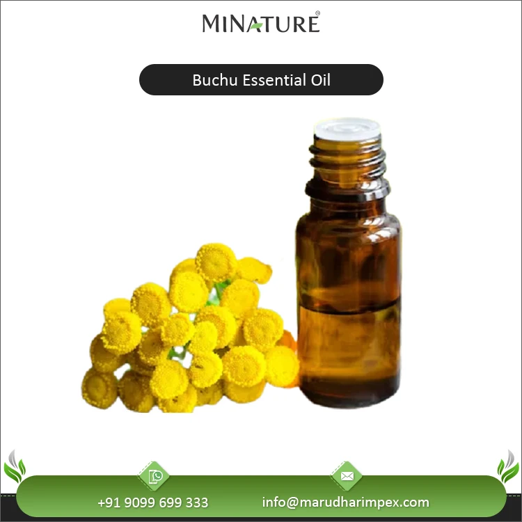 Bulk Exporter of Superb Quality 100% Pure and Natural Customized Blue Tansy Essential Oil from India