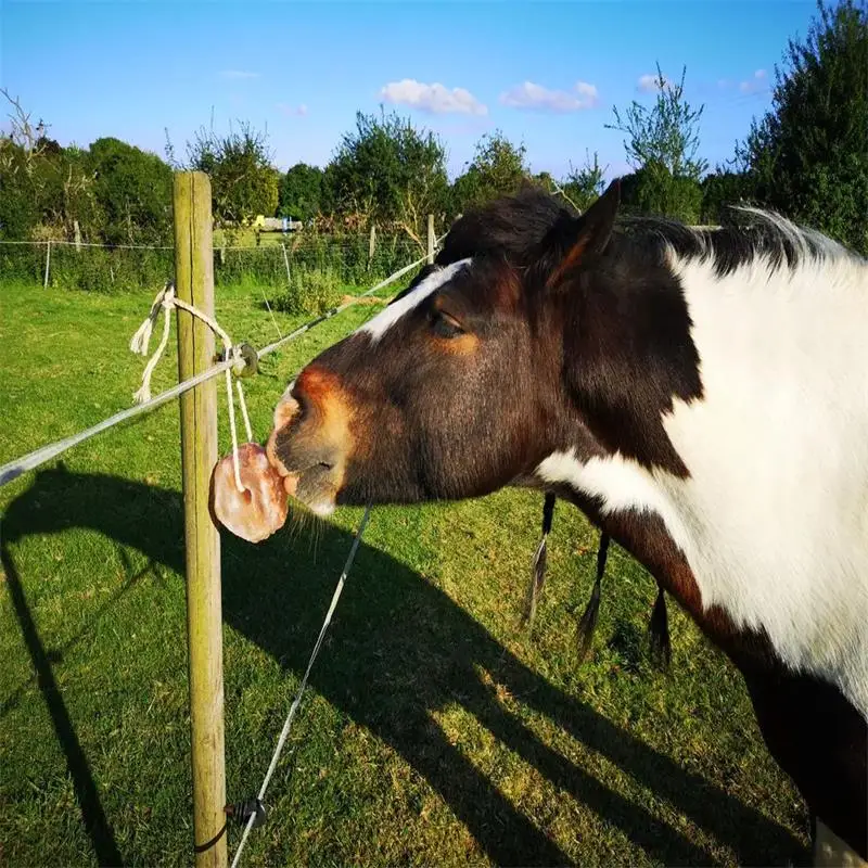 Organic Animal Himalayan Pink Salt Lick on Rope for Horses
