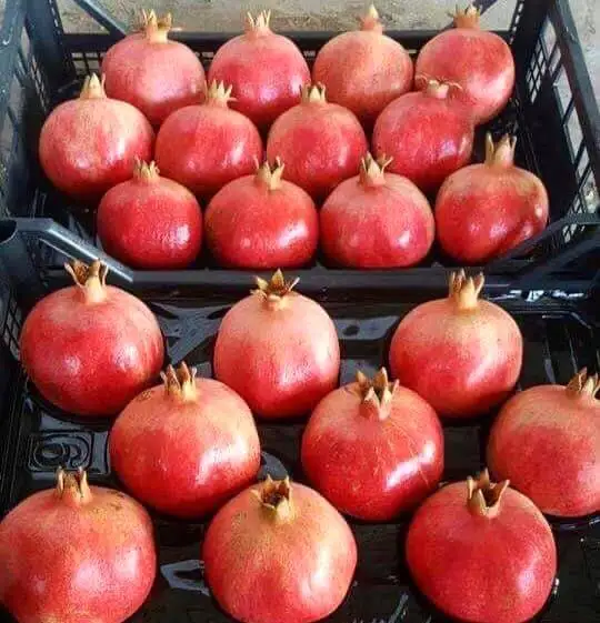 Fresh high quality pomegranate from Egypt