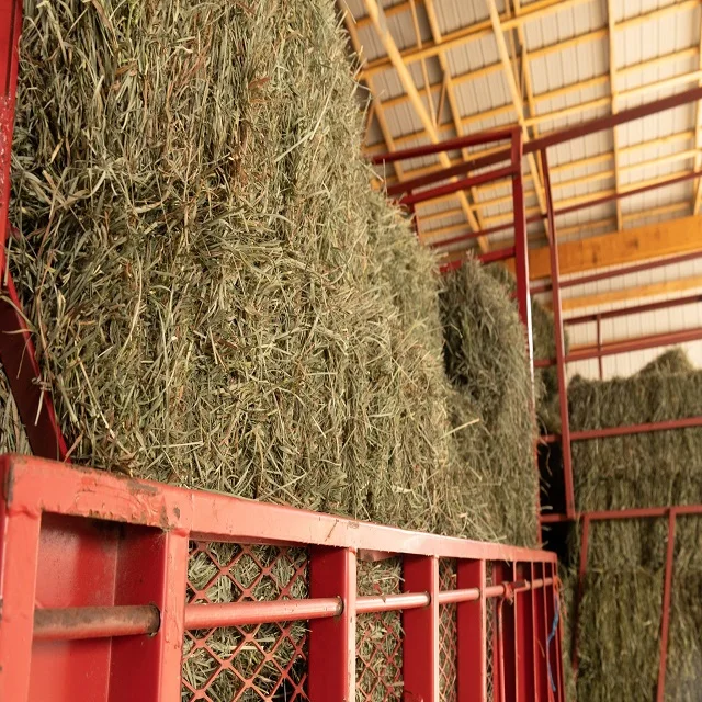 High-Quality Alfalfa and Timothy Hay for Animal Feed - Buy in Bulk with Fast Shipping and Discounted Prices