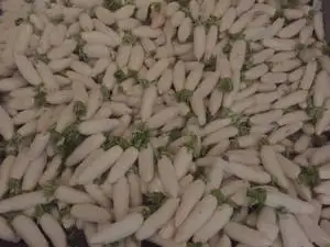 Factory direct sale radish  white radish fresh vegetables fresh radish delicious taste