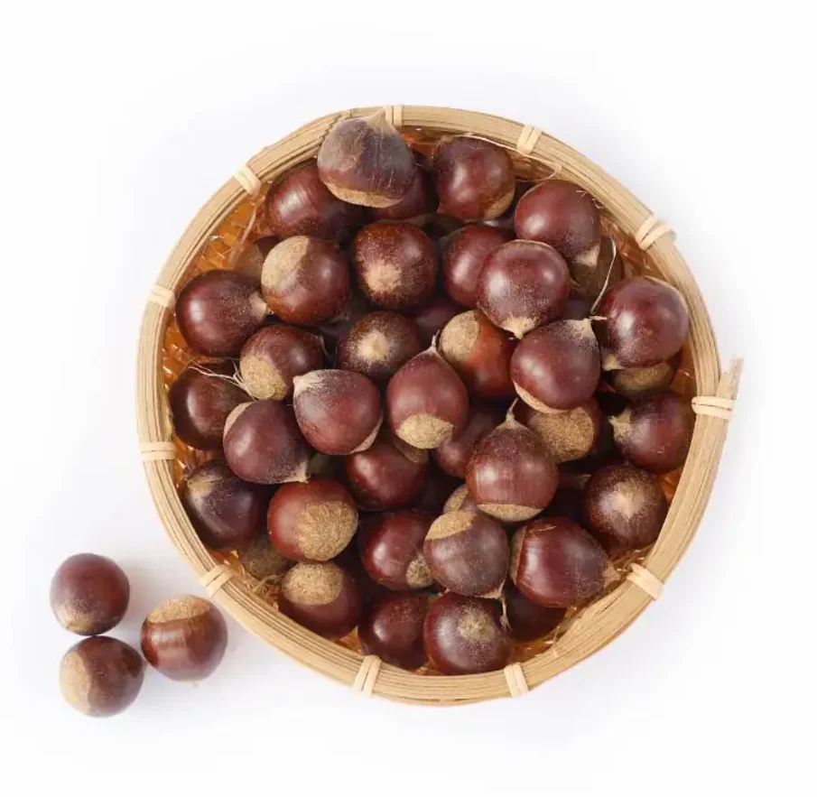 High Quality Germany Fresh Chestnut New Crop Raw Sweet Chestnut Fresh Raw Organic Low price