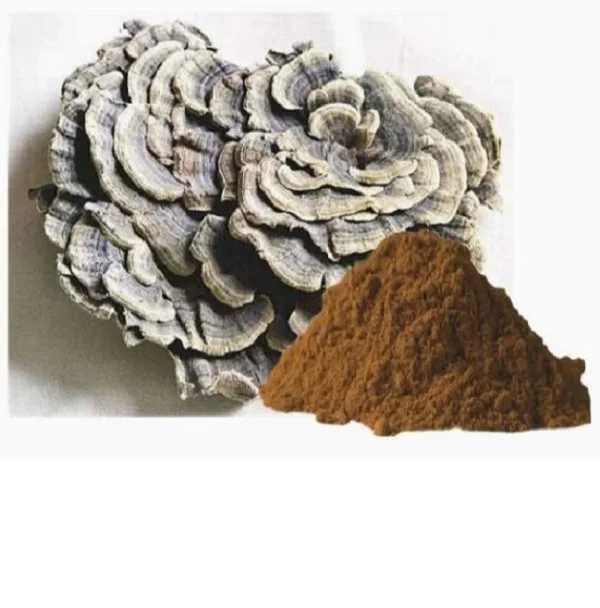 Turkey Tail Mushroom Powder at wholesale price