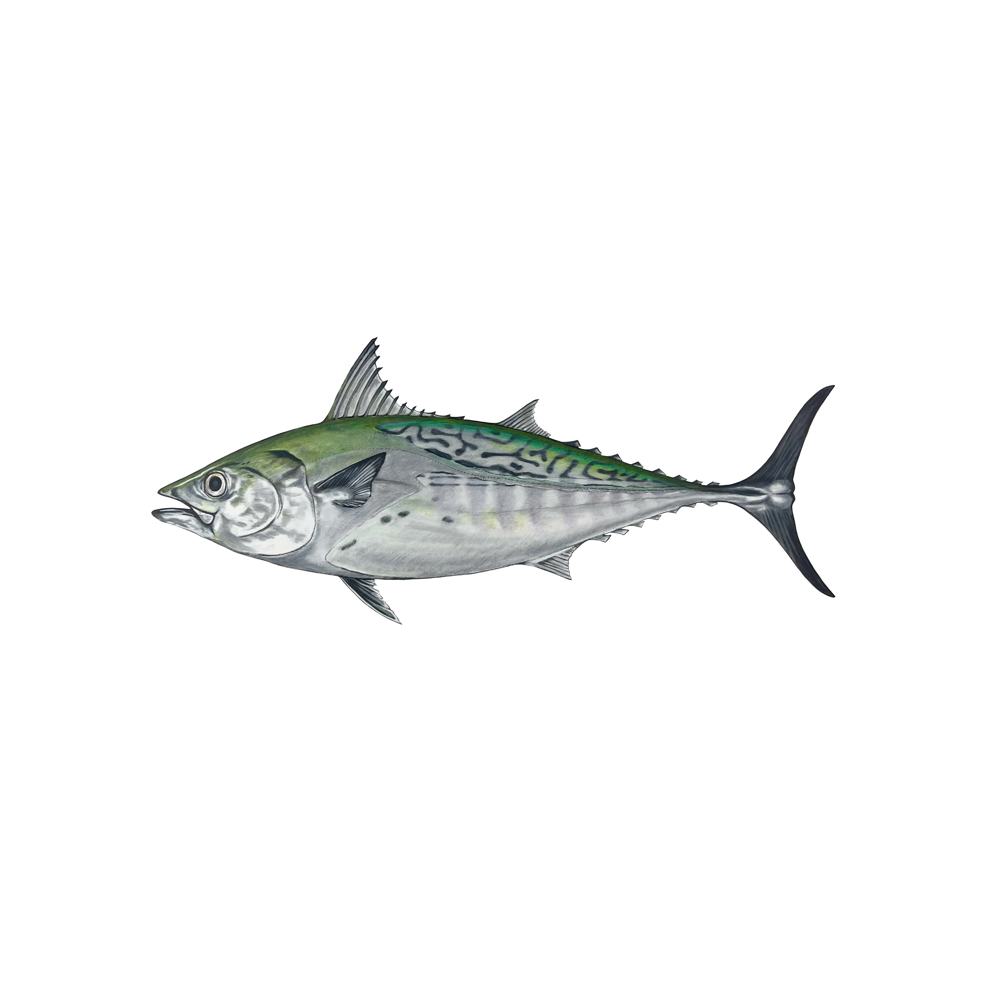 frozen grey mullet Frozen Bonito Tuna fish spot fresh seafood wholesale Frozen white snapper fish
