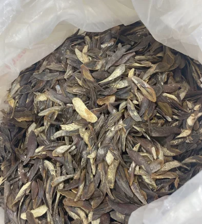 High Standard Operculum Murex Hot Selling 2024 Operculum From Blue Lotus Vietnam Murex Operculum Perfume Extract