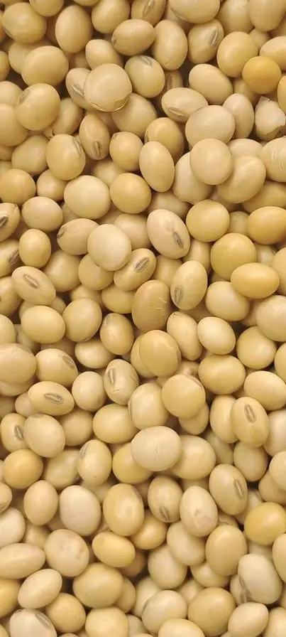 Натуральные и не-GMO Желтые Семена сои/соевые бобы/2023/2024