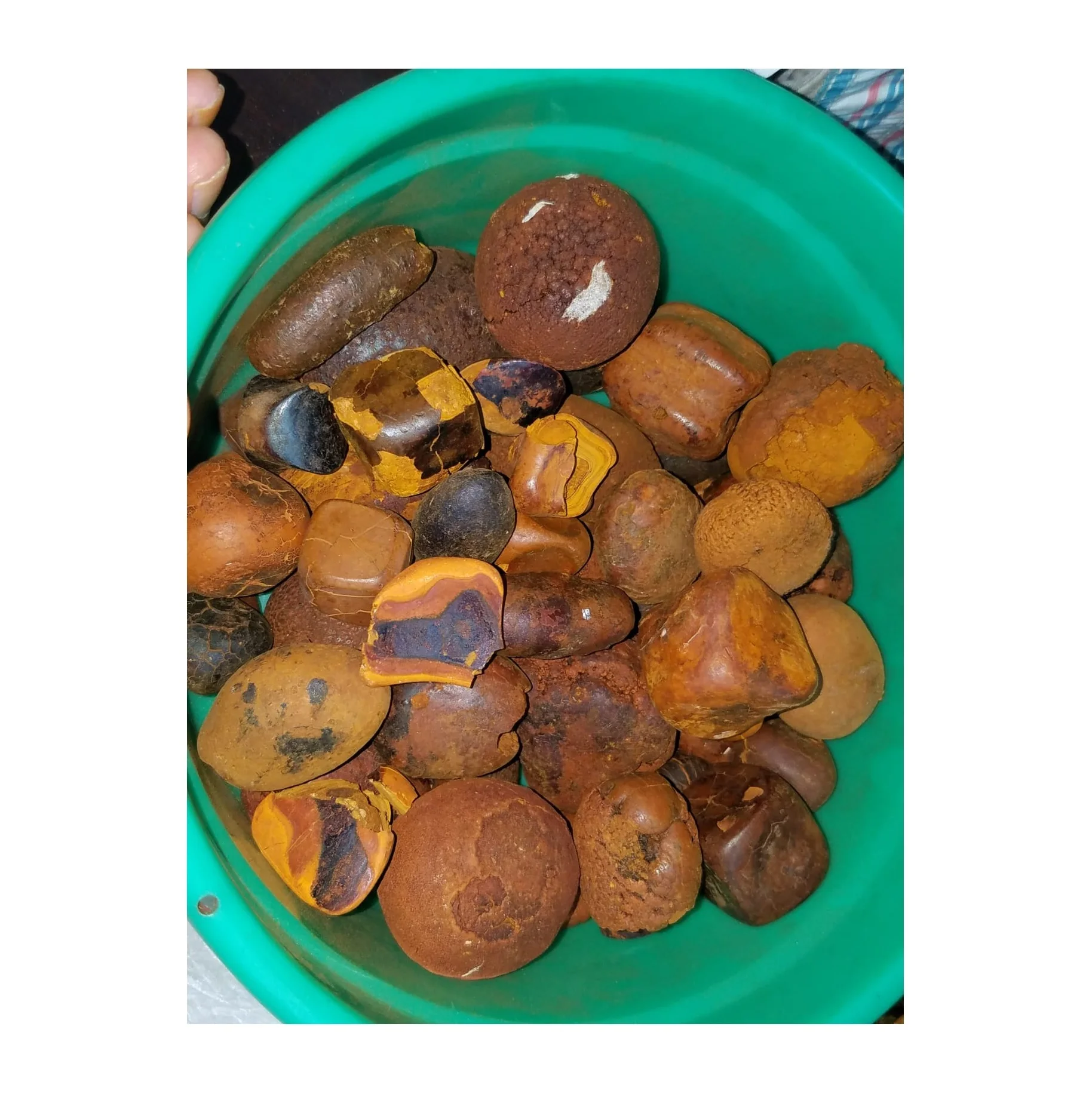 Cattle Gallstone cow gallstone ox gallstone Ox bezoars cow bezoars Bezoar from an ox