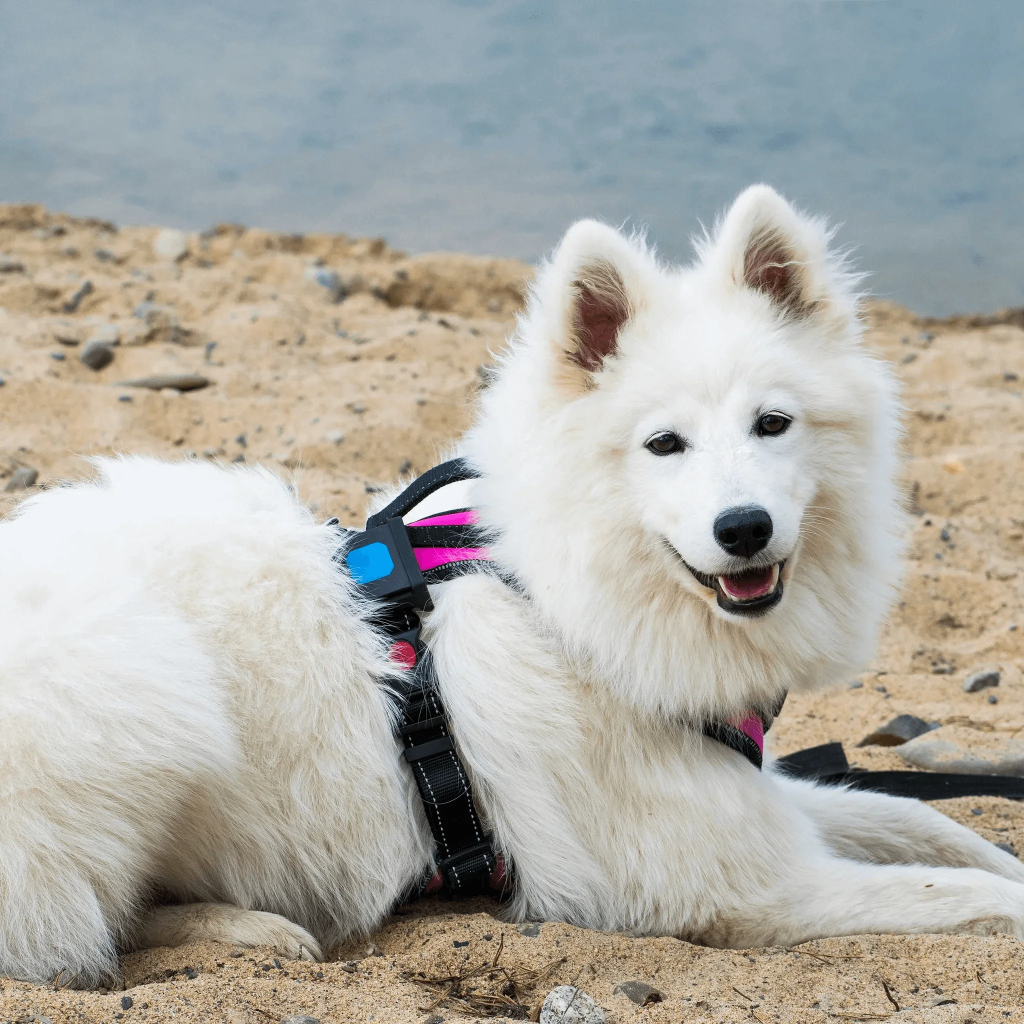 Animal GPS Tracker with large battery and small size, Teltonika TMT250. Waterproof mini gps device ideal for animals