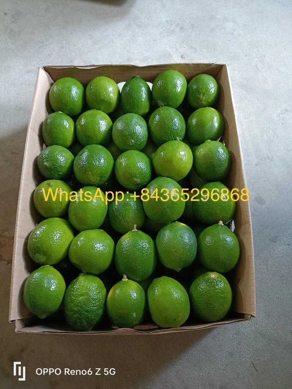 Lemons Fresh for sale/ Fresh Green Seedless Lime Vietnam/ Wholesale GREEN LEMON in Hoang Kim Viet Nam